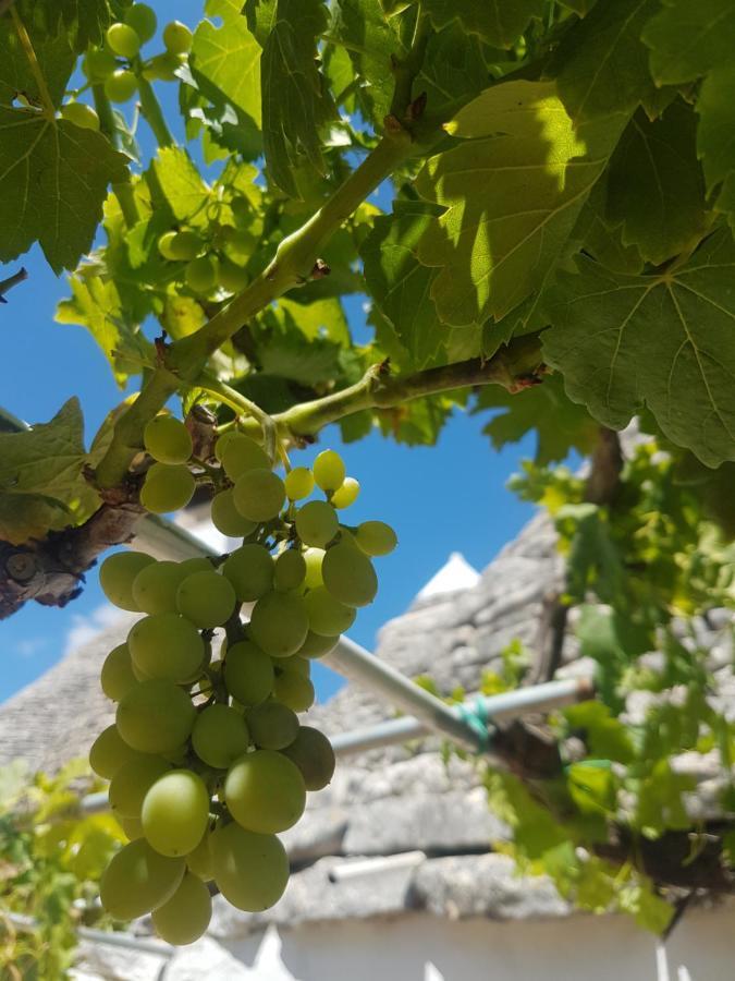 I Trulli Di Nonno Giovanni Alberobello Esterno foto
